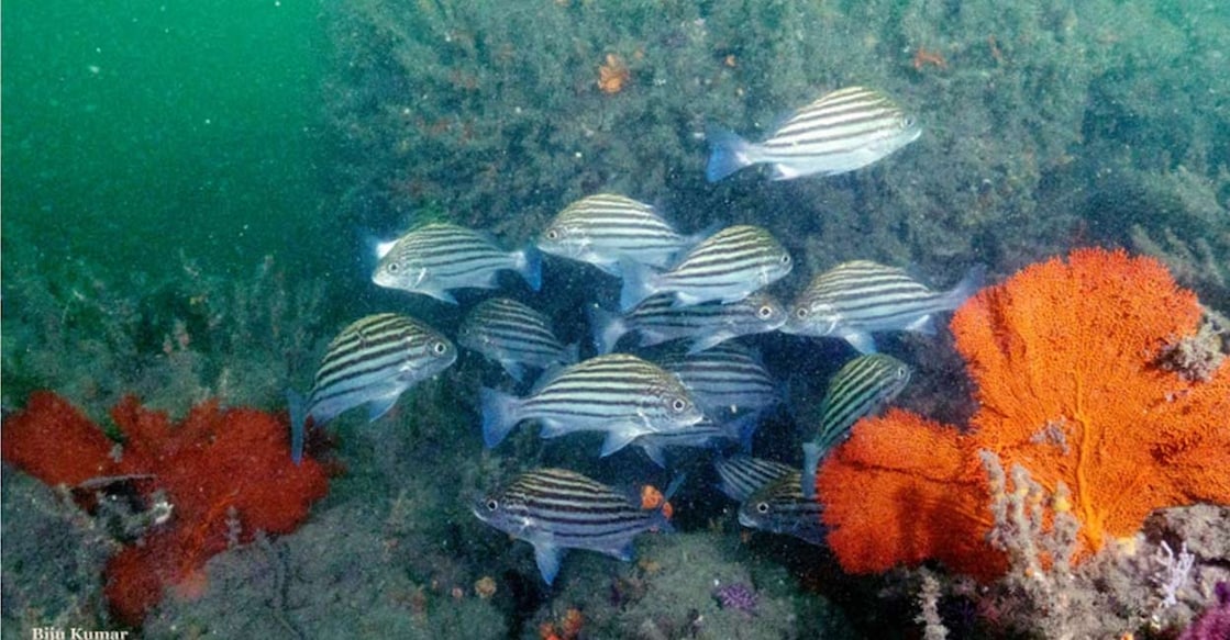 Coral-C Rocky reefs off the Kollam coast are considered critical biodiversity points, which play a crucial role in the marine ecosystem.