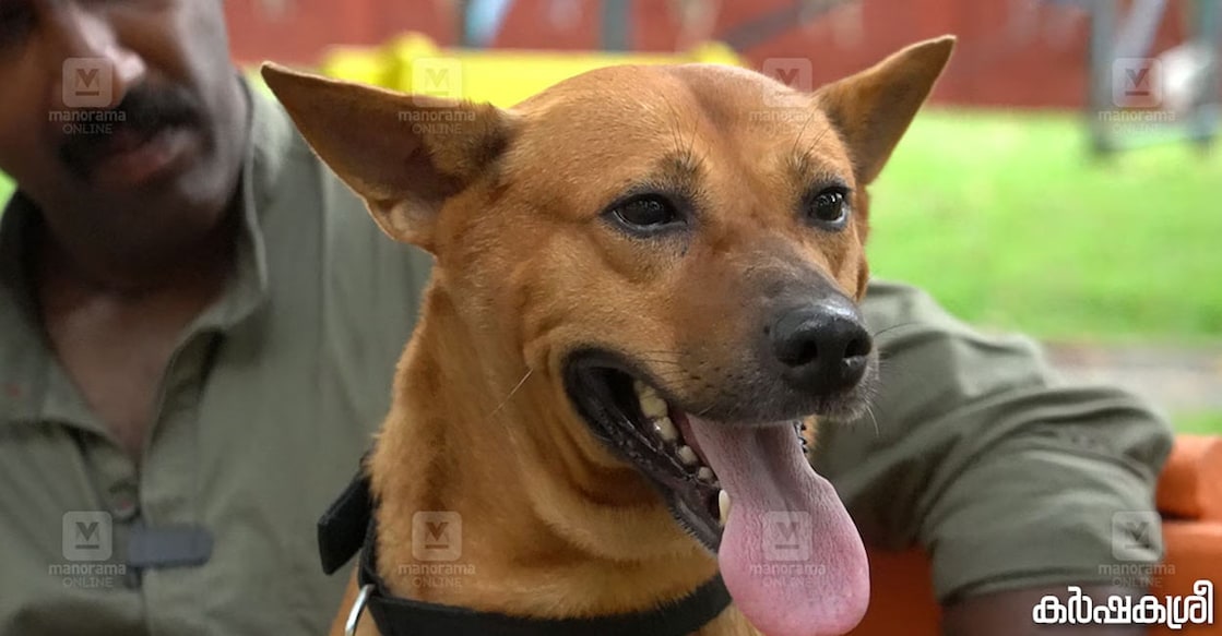 kuvi-dog-c Kuvi had made her film debut, playing the lead role in the movie 'Najas - An Impure Story'. Photo: Special arrangement