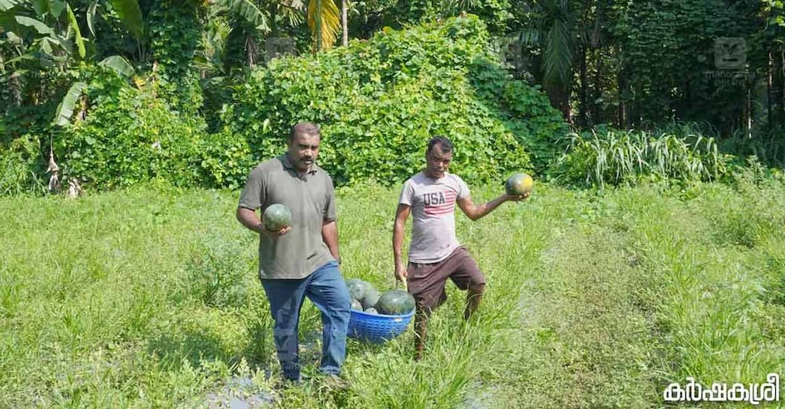 Innovative farming techniques and marketing strategies are instrumental in profitable agriculture. Photo: Kashakasree