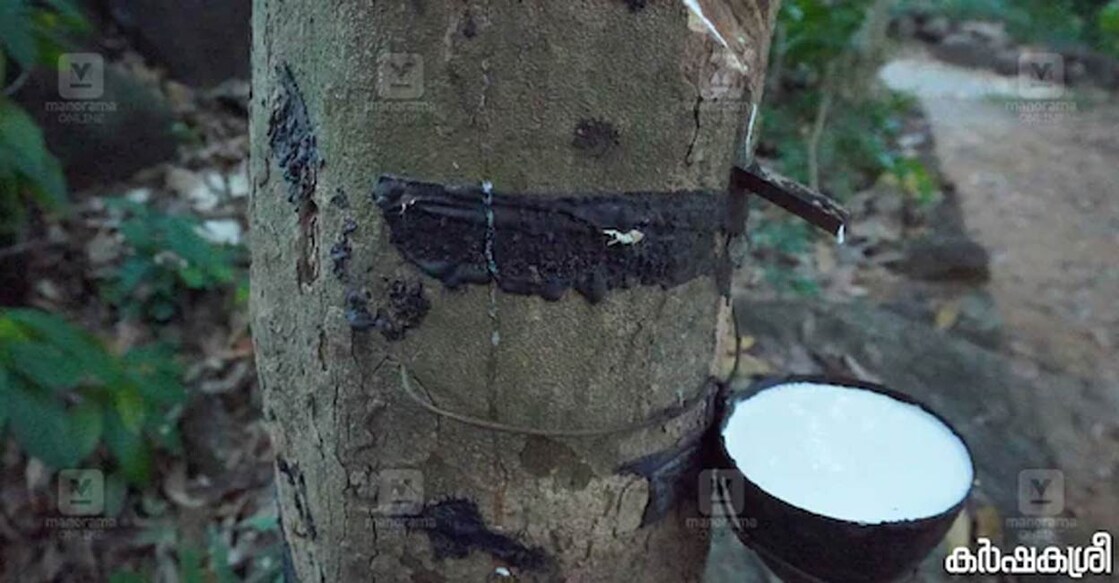 Rubber slumped in Asian markets following the announcement of high tariffs in the US. Representative image: Karshakasree