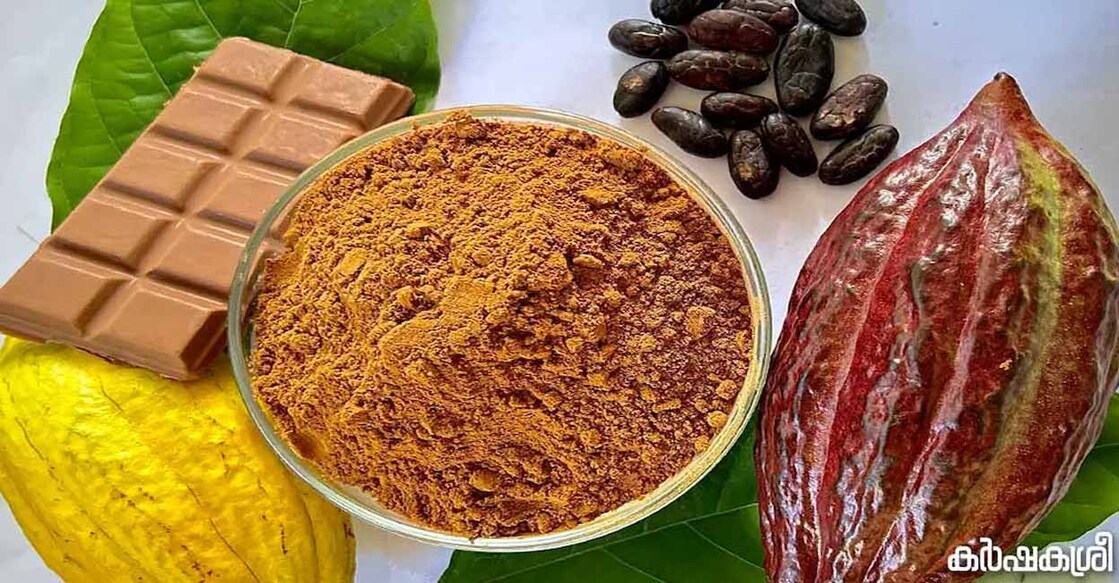 The shortage in cocoa, coupled with new US tariffs, is creating uncertainty in the international cocoa market. Image courtesy: Karshakasree