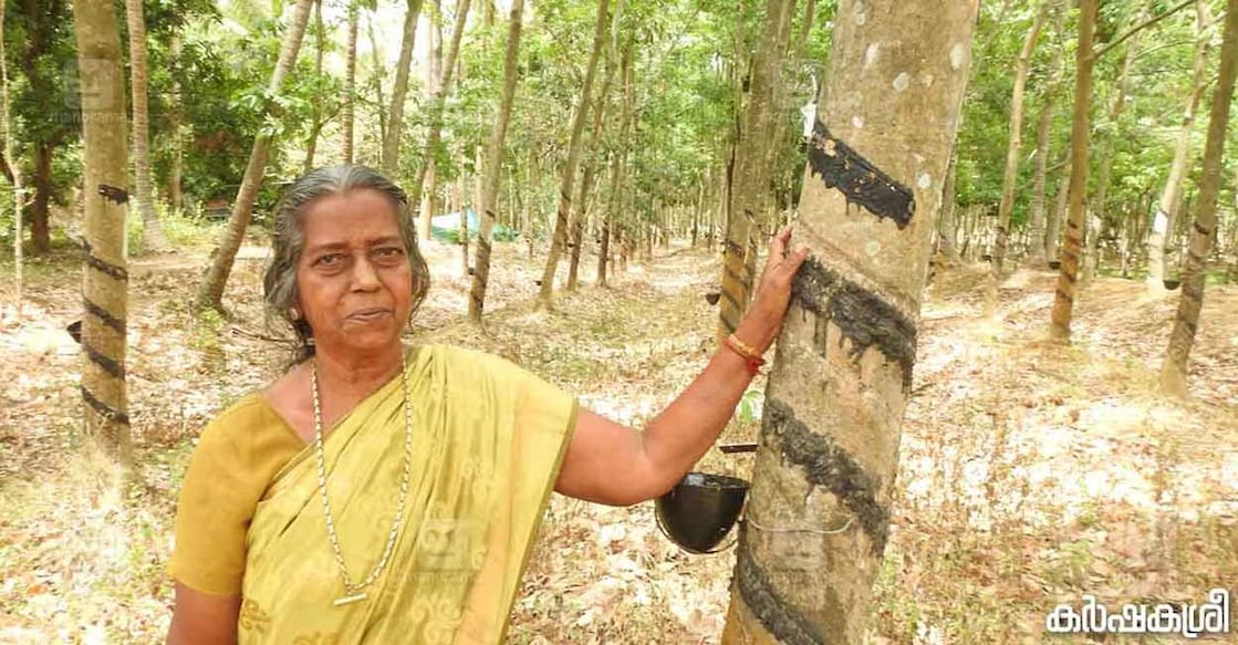 Rajakantham claims rubber yields a profit of Rs 1.5 lakh per month. Photo: Karshakasree 