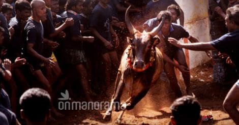 TN's Alanganallur all set to conduct jallikattu tomorrow