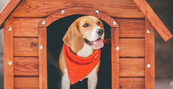 Make kennels comfortable for your darling pet dogs Make kennels comfortable for your darling pet dogs