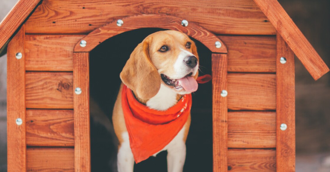 Make kennels comfortable for your darling pet dogs