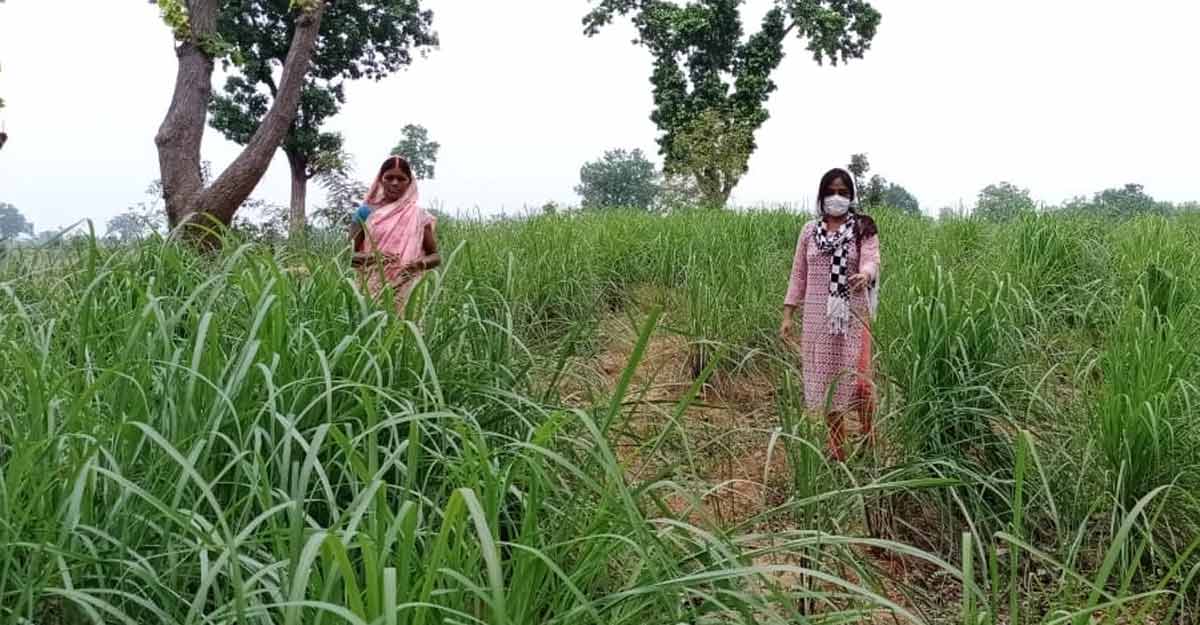 Rural women of Jharkhand are becoming self-sufficient with Lemon Grass cultivation.