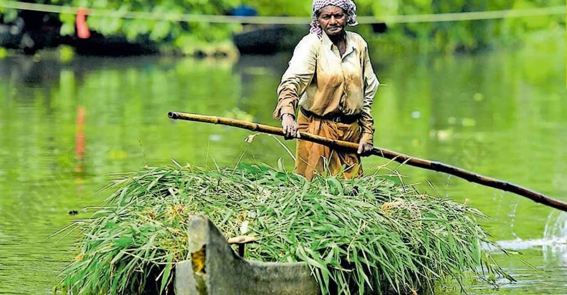 kunjamma-c Kunjamma collects the grass from the tributaries and banks of Kodoor River. Photo: Russell Shahul/Manorama