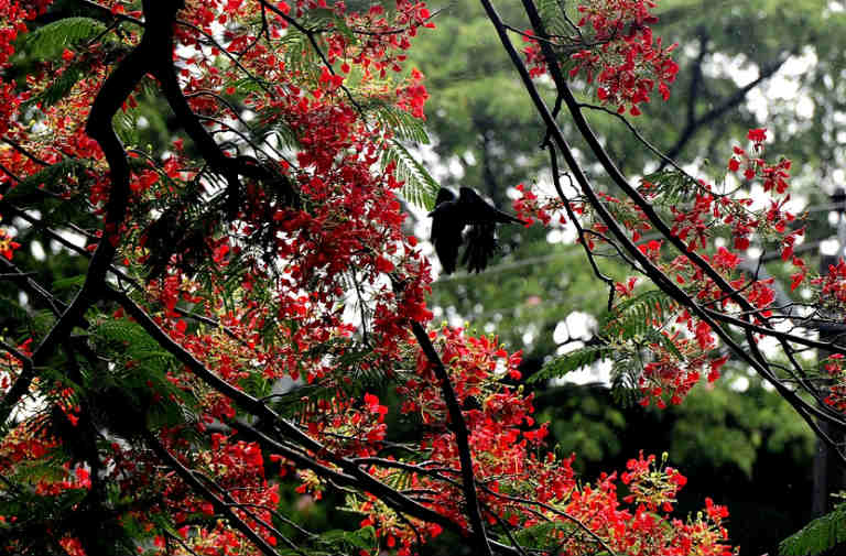 When it rains in Kerala Gulmohar trees drenched in the summer rain. Photo: Josekutty Panackal