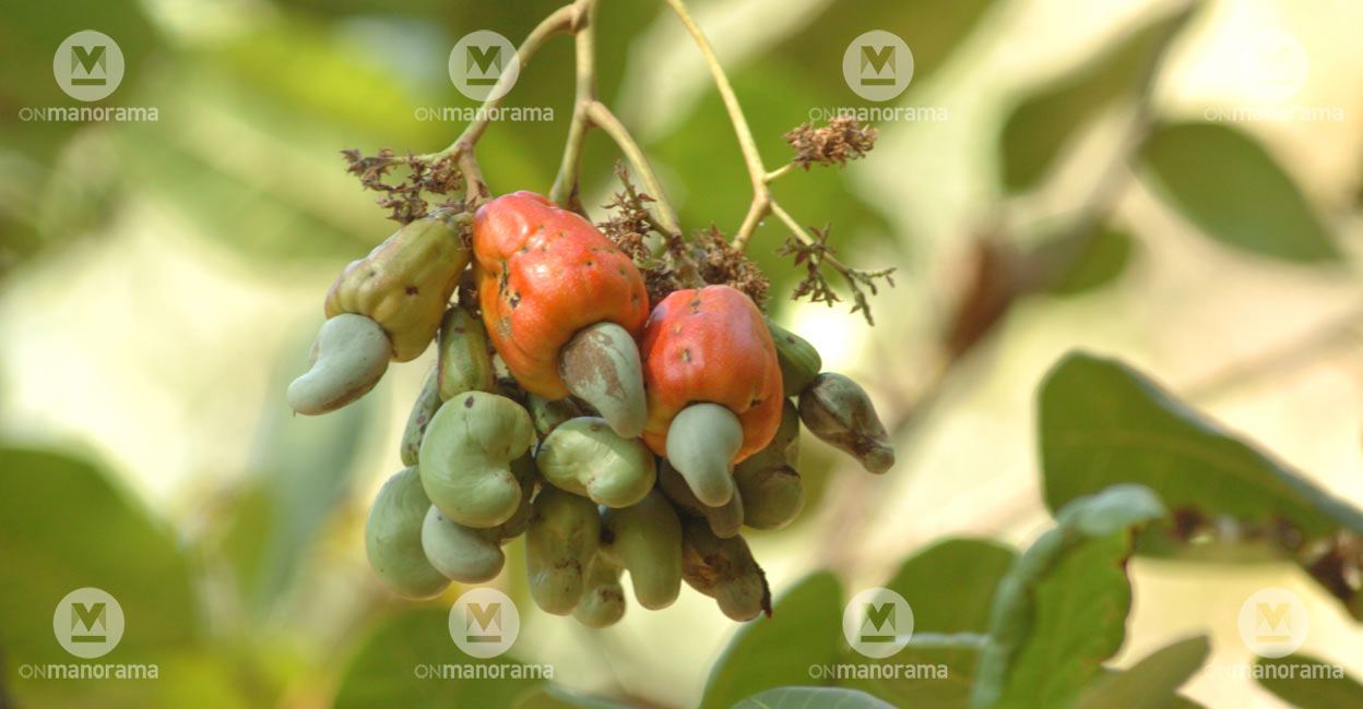 Cashew Cashew businesses in Kerala have been financially stressed. Photo: Rijo Joseph/Manorama