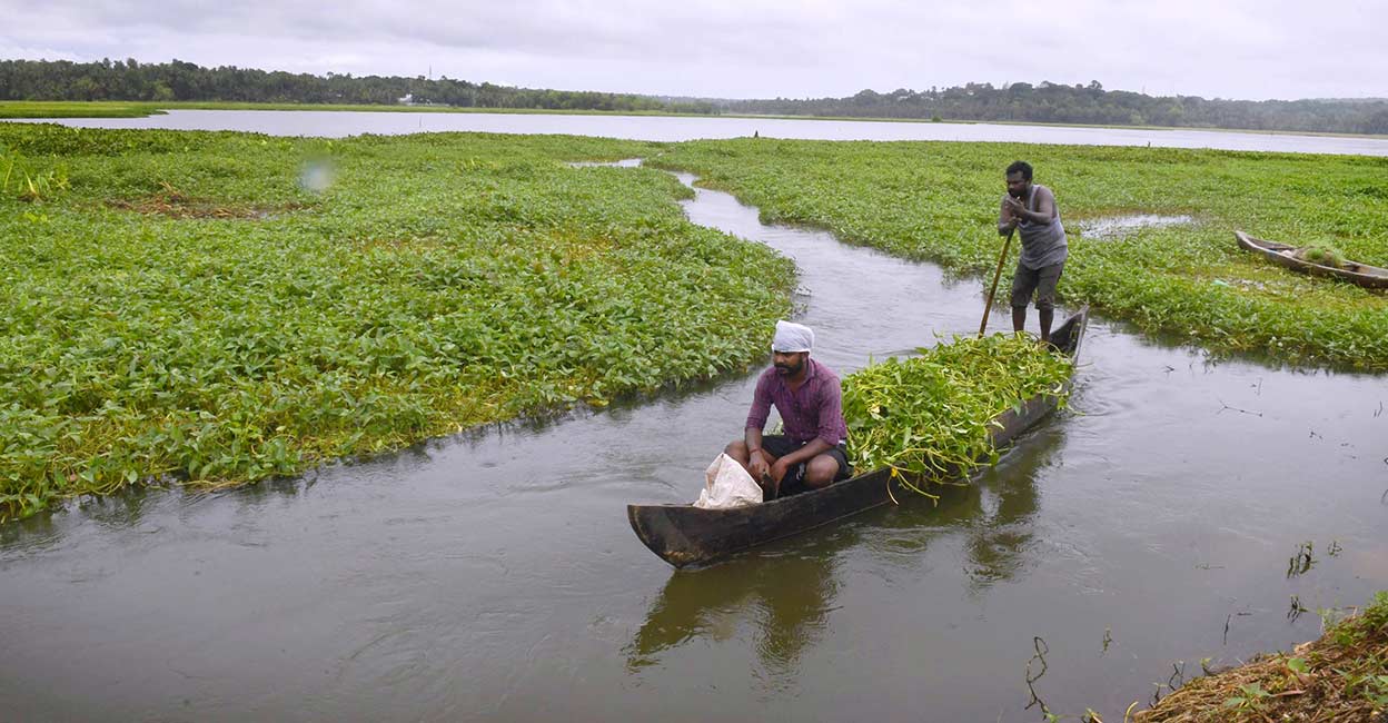 Monsoon Farmers collect grass from Vellayani lake for feeding cattle during rain after Southwest Monsoon makes landfall in Thiruvananthapuram. PTI