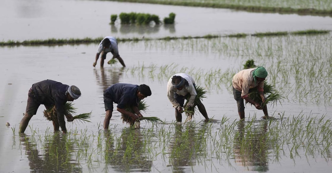 Farmers plant paddy saplings in a field at a village in the Arnia Sector near the India-Pakistan border, about 35km from Jammu, on Monday. PTI