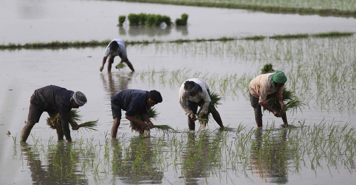 Farmers plant paddy saplings in a field at a village in the Arnia Sector near the India-Pakistan border, about 35km from Jammu, on Monday. PTI