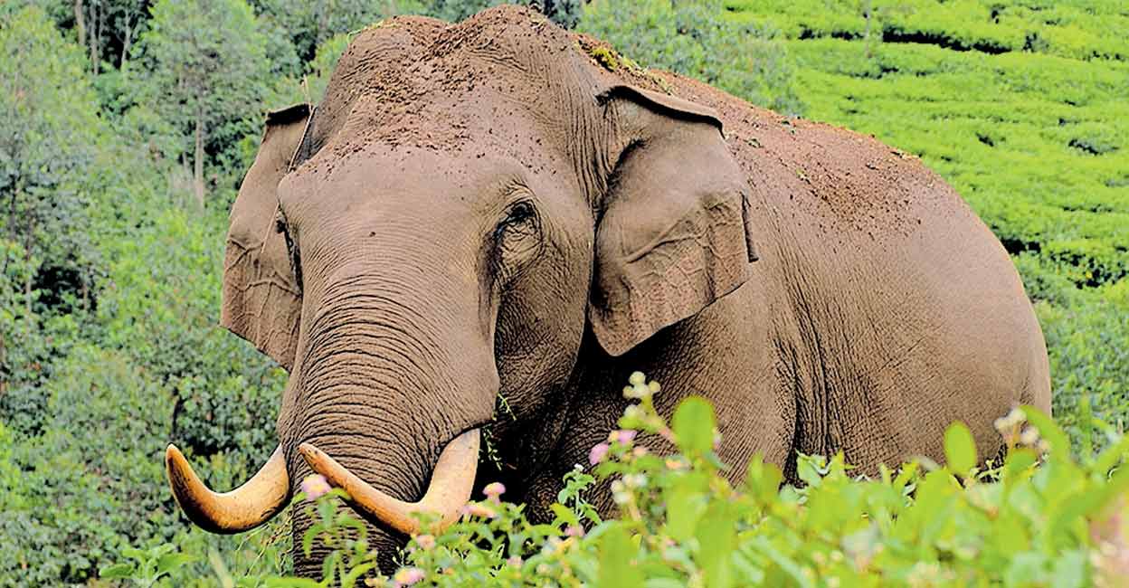 elephant-padayappa മൂന്നാറിലെ കാട്ടുകൊമ്പൻ പടയപ്പ (ഫയൽ ചിത്രം).