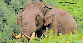 Auto driver dies in elephant attack at Munnar; 'Padayappa' the suspected killer