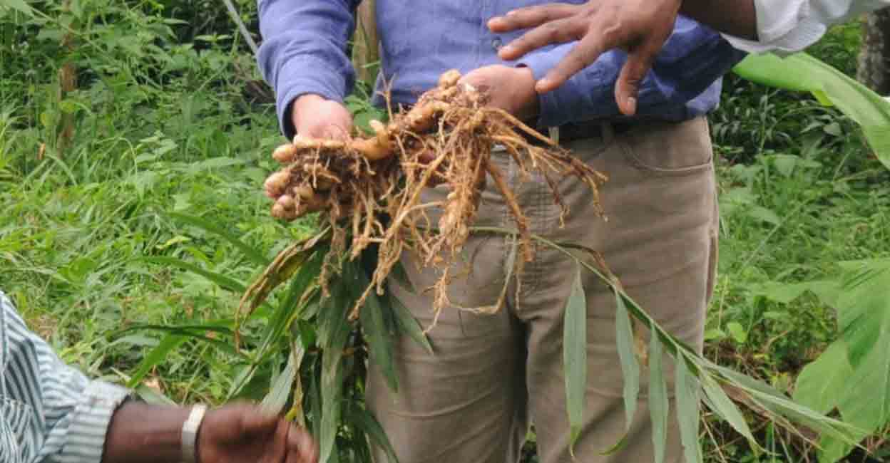 Cochin ginger