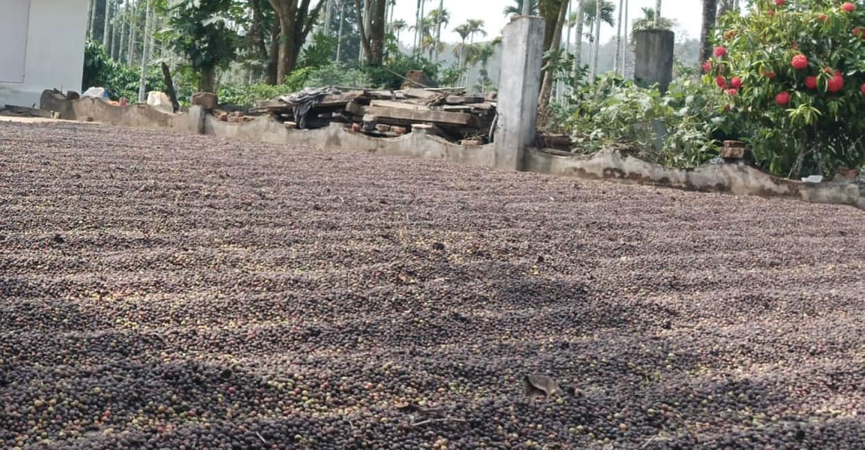 coffee-beans-drying Coffee beans drying yard in Wayanad. Photo: Special arrangement