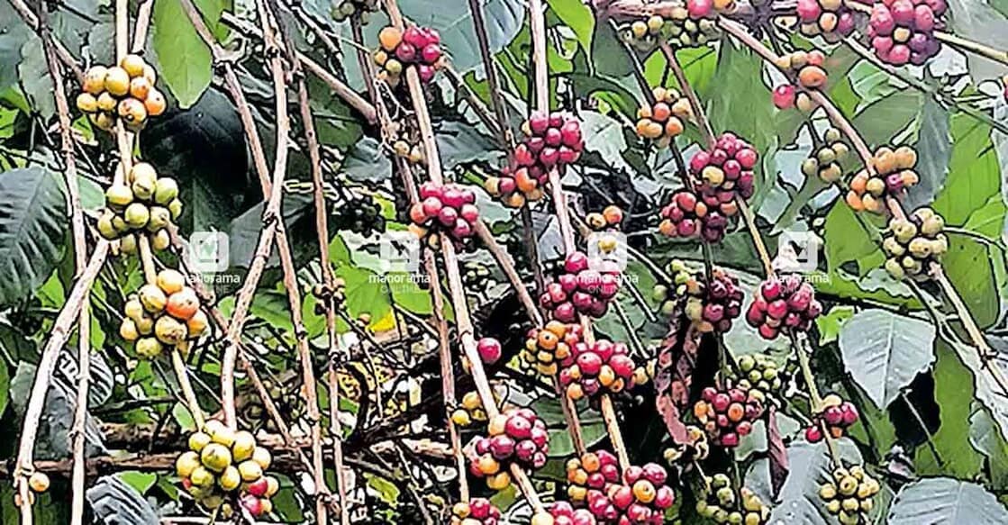Representational image. File photo: Manorama
