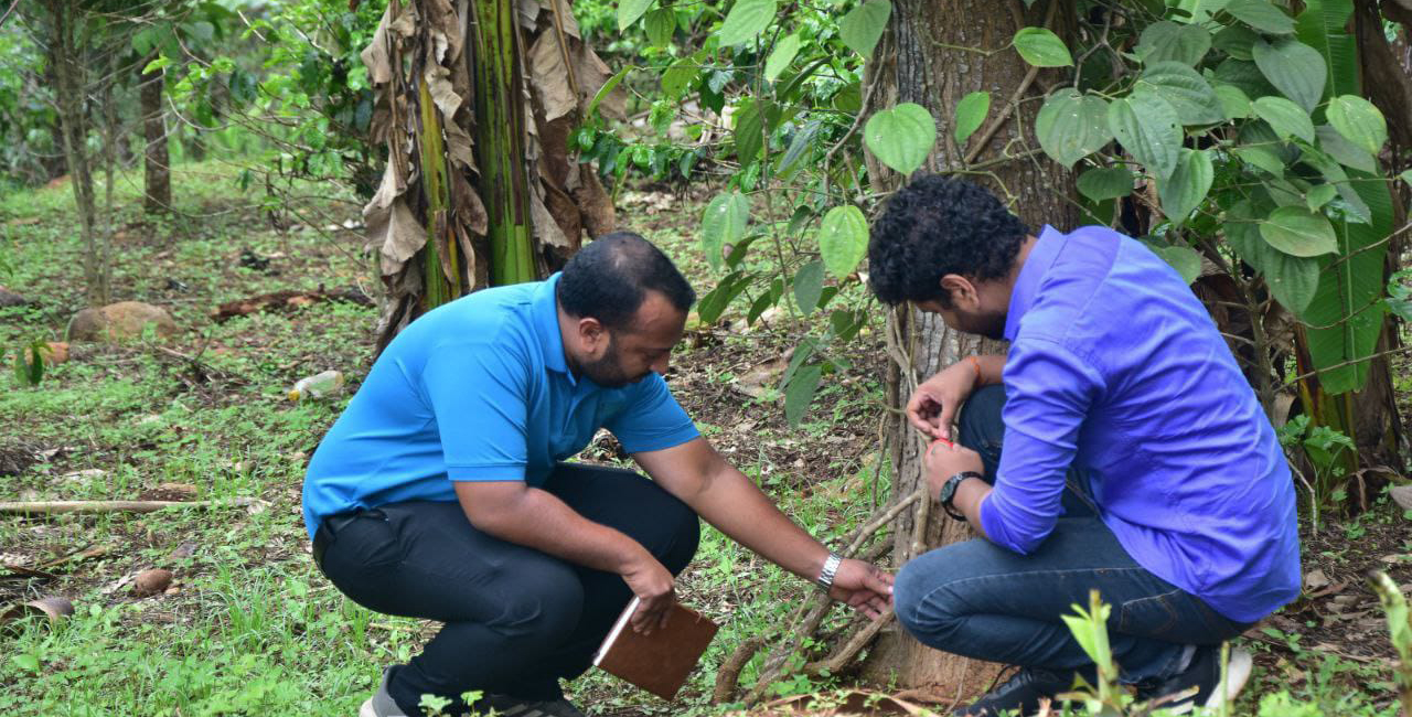 Synthite’s Herbal Isolates joins Kasaragod startup to boost immunity of pepper plants