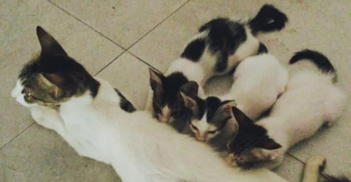 Adopt strays, they are free! Adopt strays, they are free!