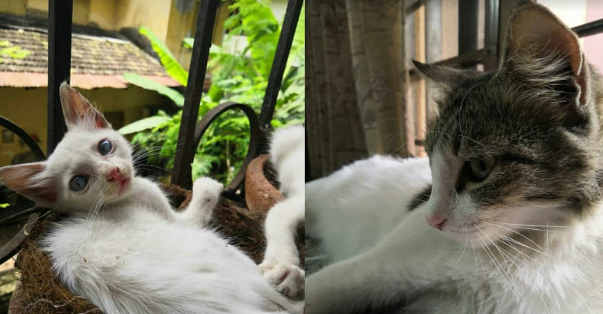 Adopt strays, they are free! Adopt strays, they are free!