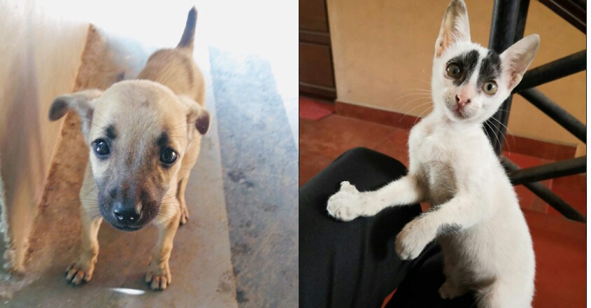 Adopt strays, they are free! Adopt strays, they are free!