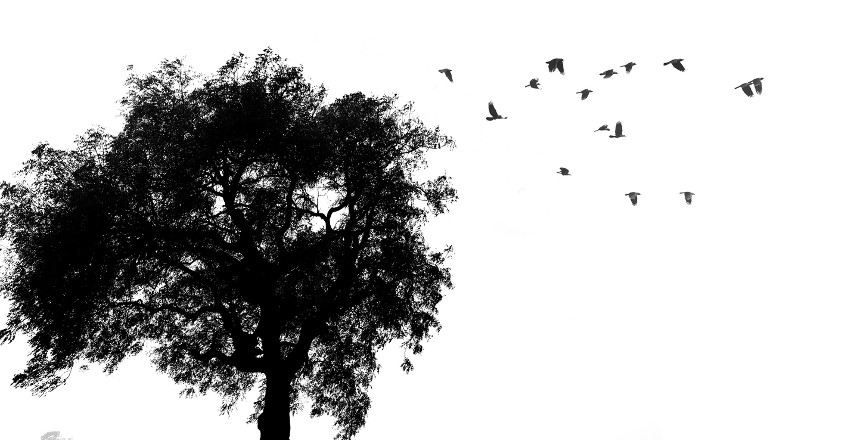 Students spread wings here under a tree