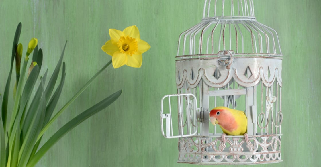 Do you Really Want to be the Bird in the Box? Do you Really Want to be the Bird in the Box?