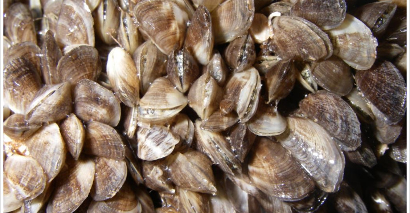  Kochi backwaters face threat from invasive mussels