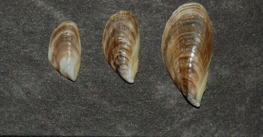 Kochi backwaters face threat from invasive mussels Kochi backwaters face threat from invasive mussels