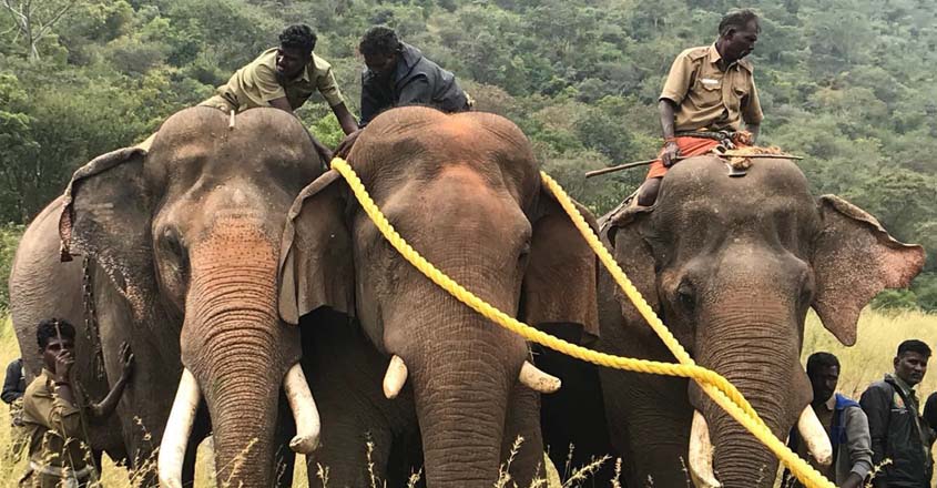 Listen to tusker Chinna Thambi's travails | Elephants | Open letter