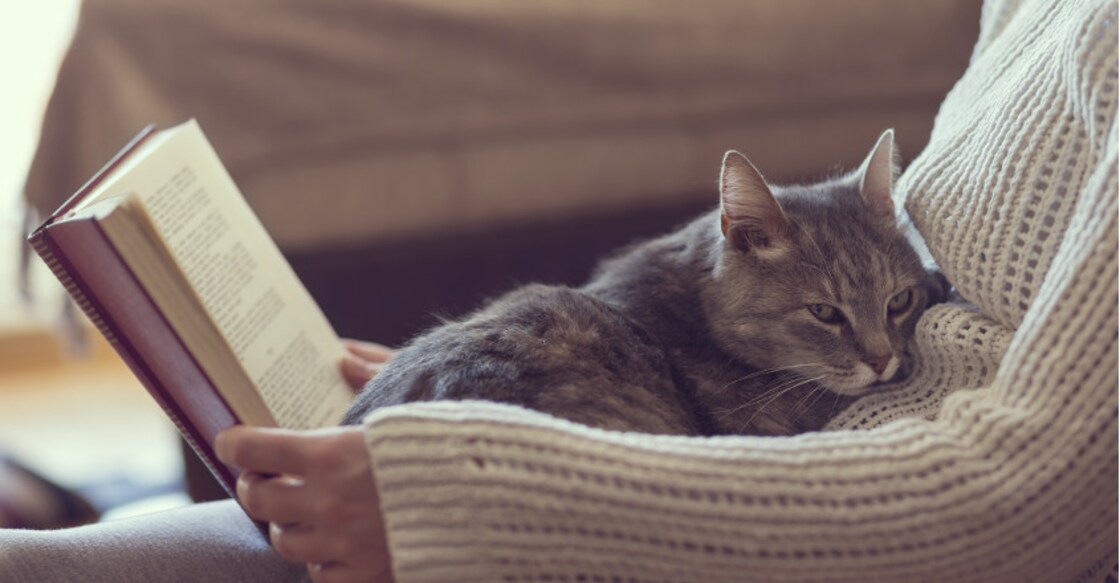 The lesson I learnt  from a stray cat