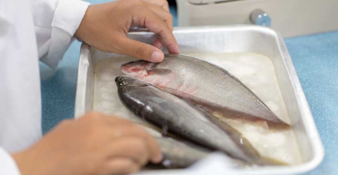 Soon, buy and sell fish online; CMFRI's e-platform in the works