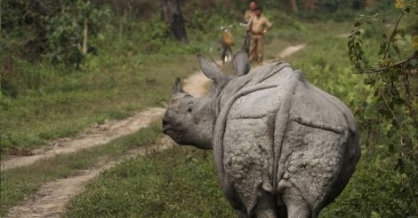 Rhinoceros