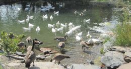 Here's how to positively transform aquatic environment via conservation efforts Here's how to positively transform aquatic environment via conservation efforts