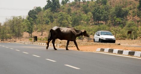 Road kills: A serious threat to global wildlife