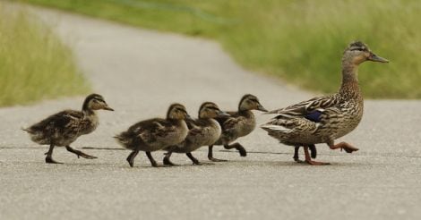 Road kills: A serious threat to global wildlife