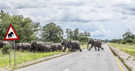 Road kills: A serious threat to global wildlife