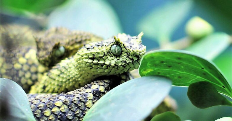Wildlife rescue and rehabilitation centers Wildlife rescue and rehabilitation centers