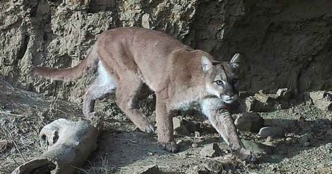 Call of the wild | The spectacular beauty and biodiversity of North America