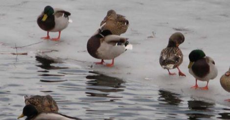 Call of the wild | The spectacular beauty and biodiversity of North America