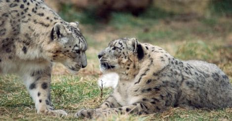 Snow leopards