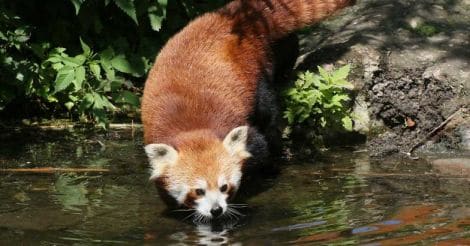 Conservation status: the adorable red pandas are in trouble