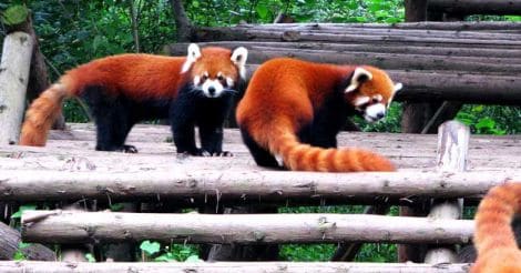 Conservation status: the adorable red pandas are in trouble