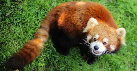 Conservation status: the adorable red pandas are in trouble