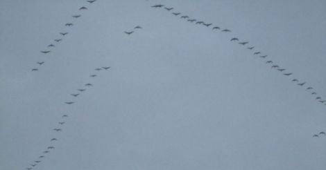 Canada goose: the most majestic waterfowl species in the world