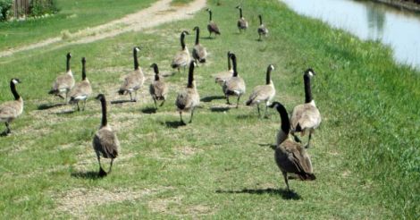 Canada goose: the most majestic waterfowl species in the world