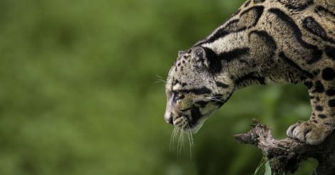 Clouded leopard