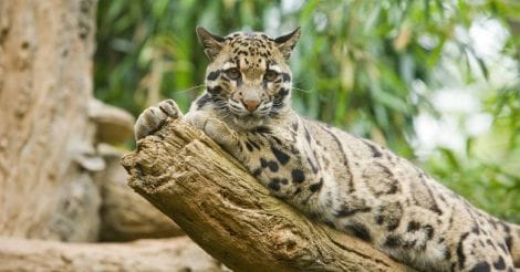 Clouded leopard