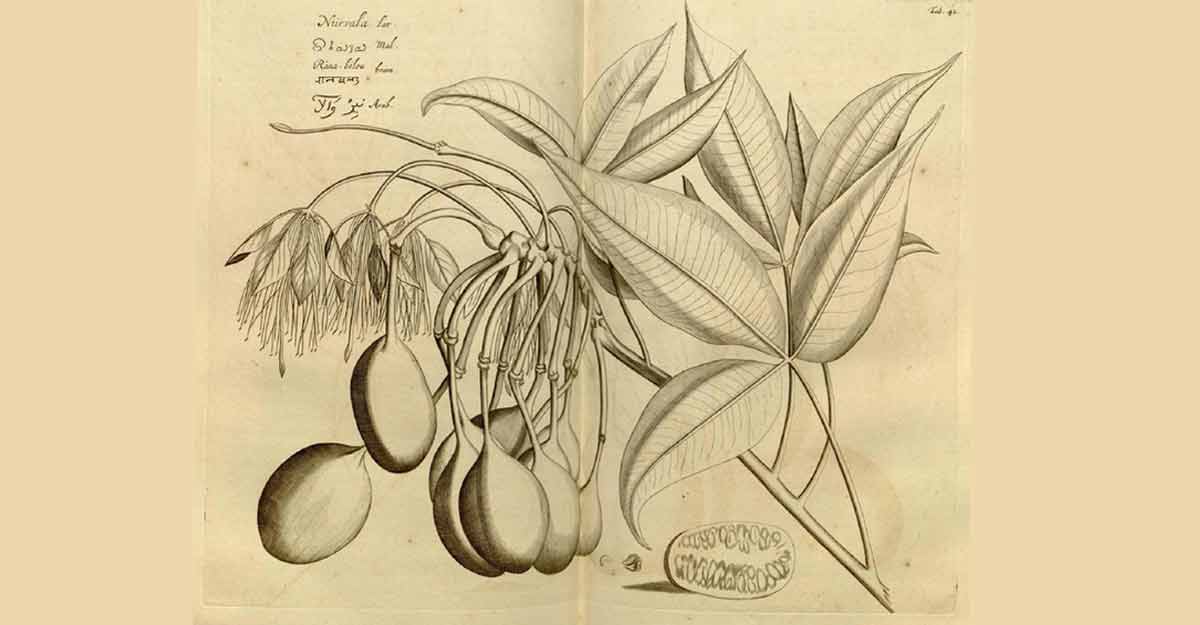 hortus-malabaricus-vol3 hortus-malabaricus-vol3