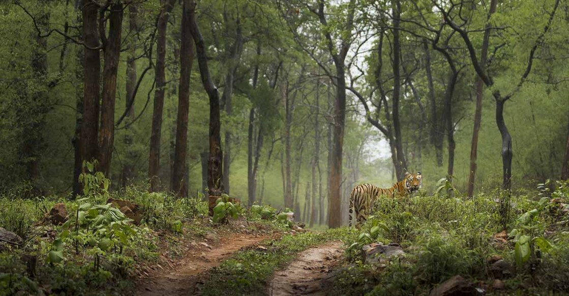 Column | The ghost and the Palakkad Gap’s darkness